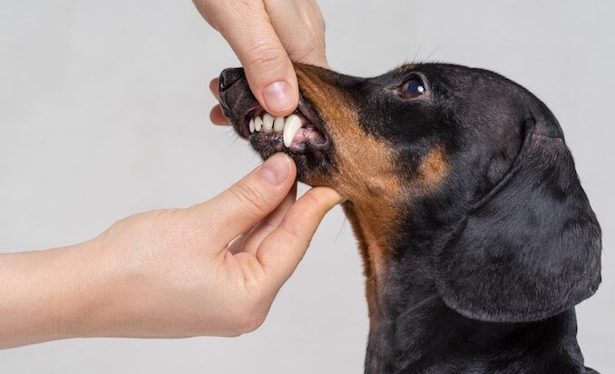 Inspecting Dog Teeth