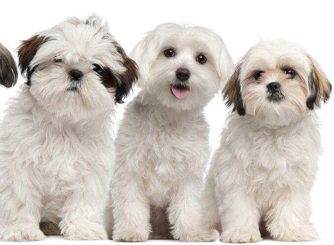 45+ Shih Tzu Maltese Mix Puppies