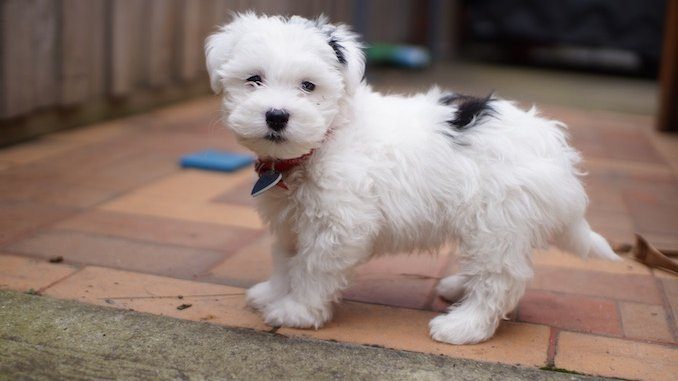 Maltese Shih Tzu