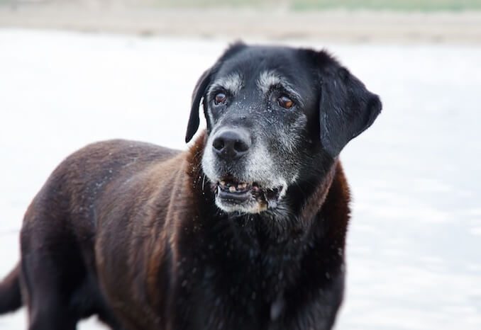 Old Labrador Dog