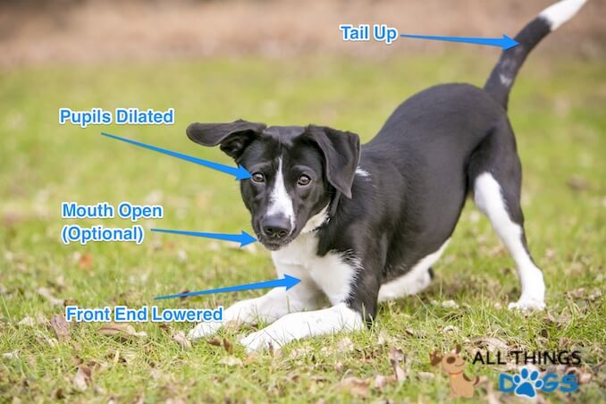 Dog Sign Language Chart