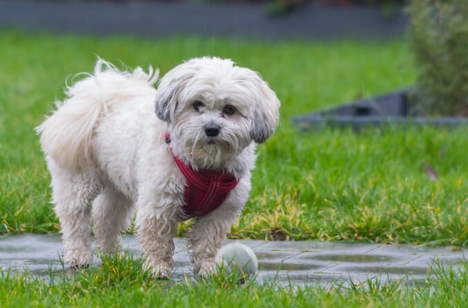 Playing Fetch with a Shih Tzu