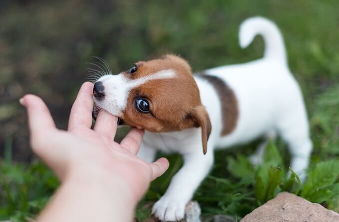 Puppy Chewing a Finger