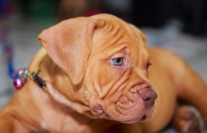 Red Nose Pitbull Puppy