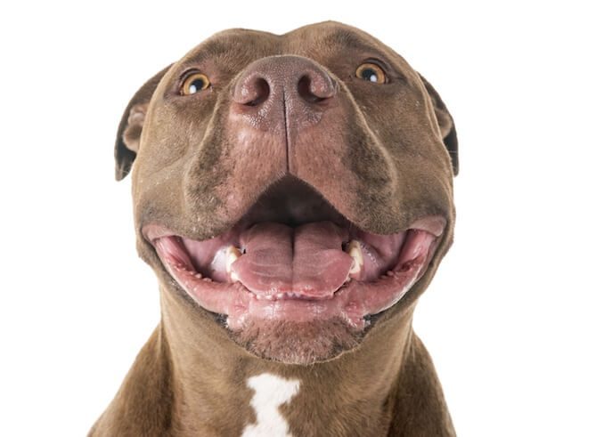 Red Nose Pitbull Smile