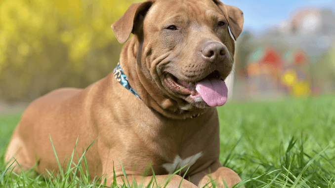 omgive Rekvisitter Uventet Red Nose Pit Bull: What To Know Before Buying | All Things Dogs