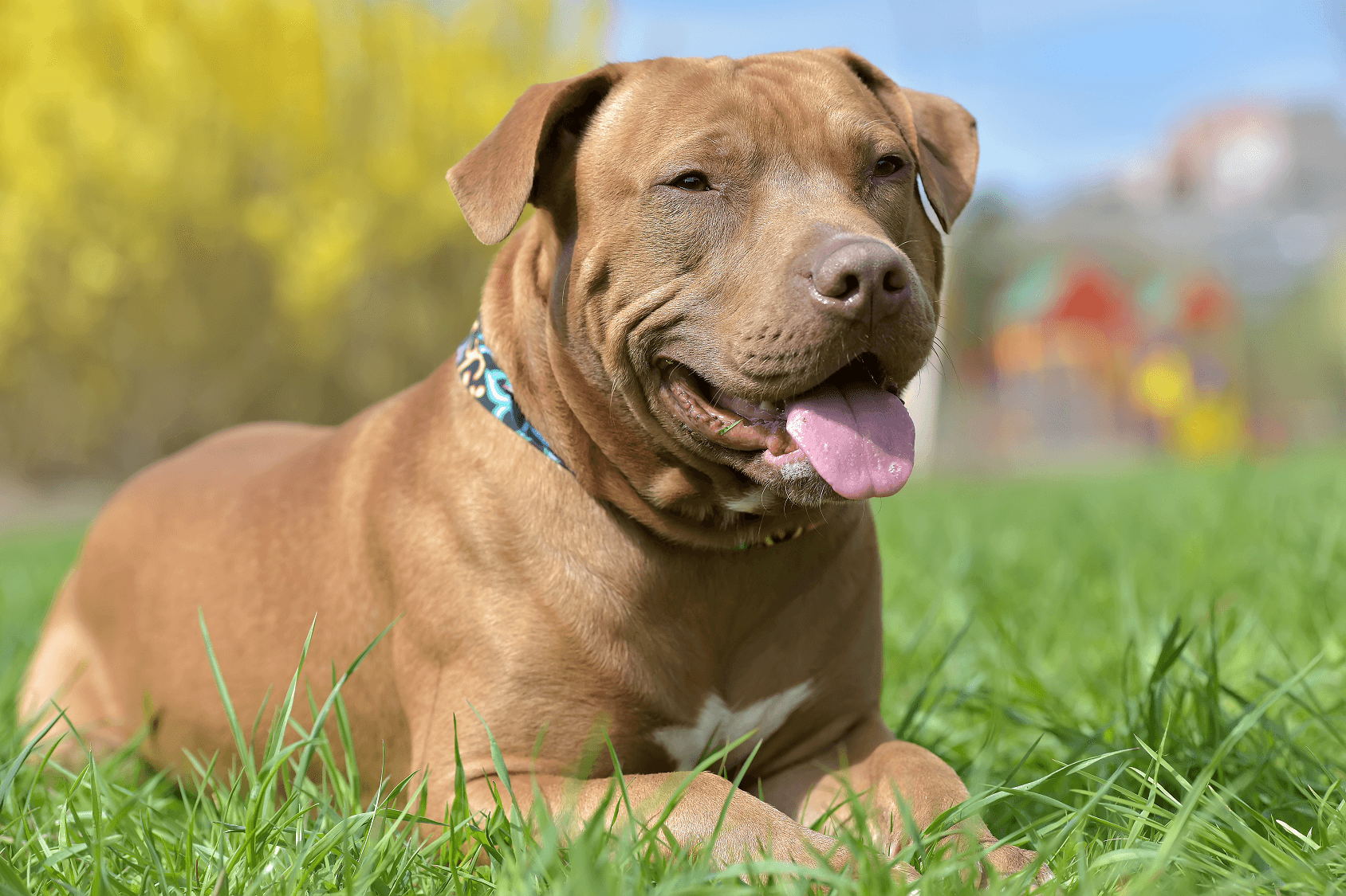 red nose pitbull shaking