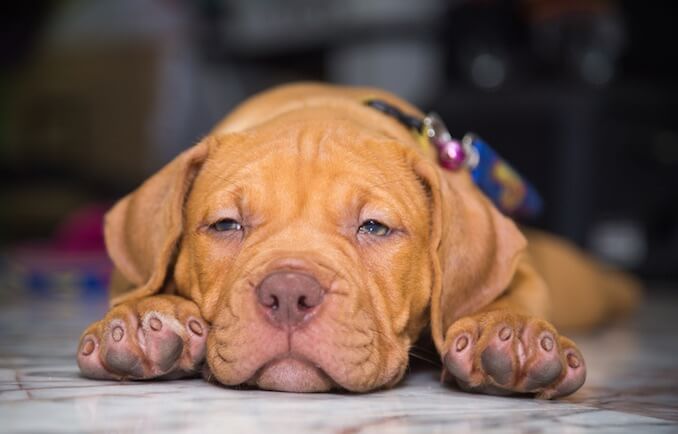 Red Nose Pitbull