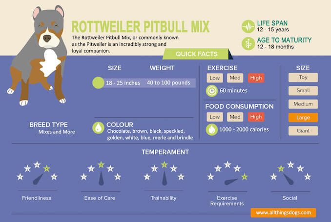 how much should a rottweiler pitbull mix weigh