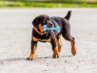 Rottweiler Puppy