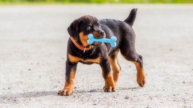 Rottweiler Puppy