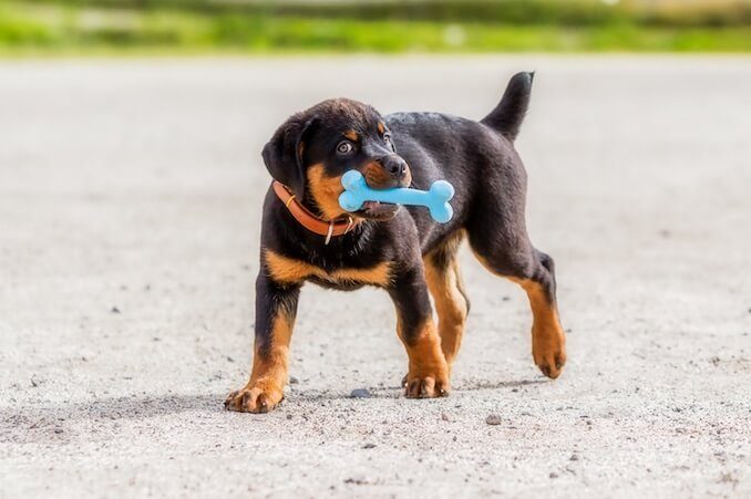 Rottweiler Puppy