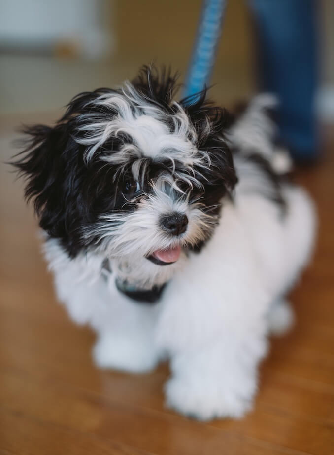 99+ Maltese Black And White Puppy