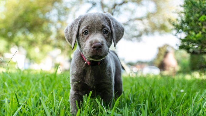 Silver Lab Dog Breed Information and Owner’s Guide Cover