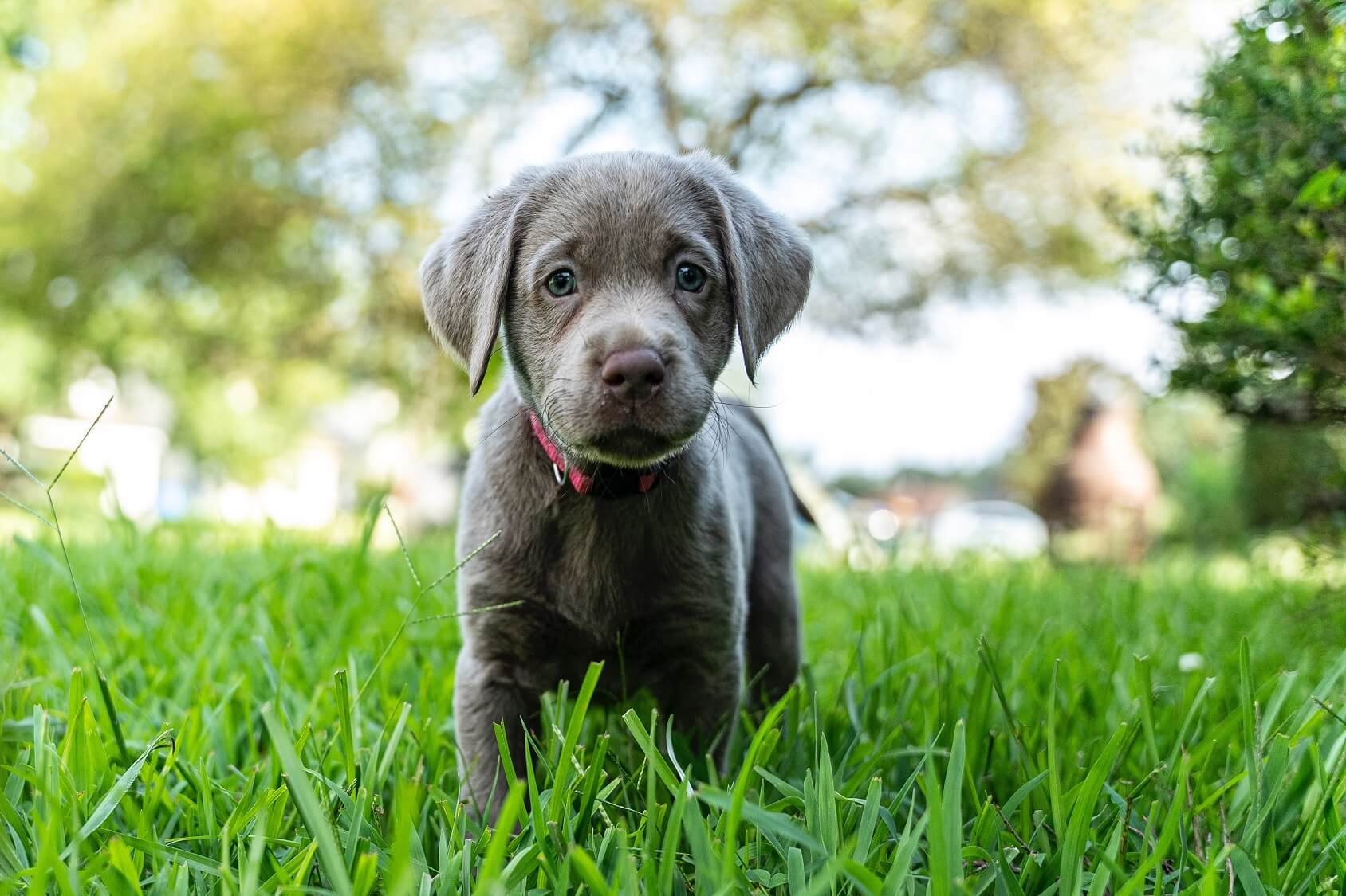 silver female lab