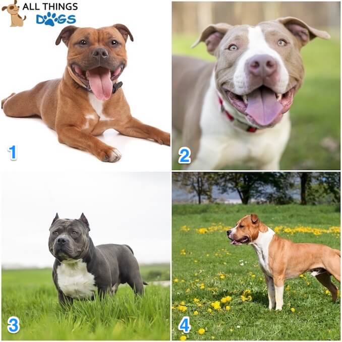 The Four Types of Pitbulls