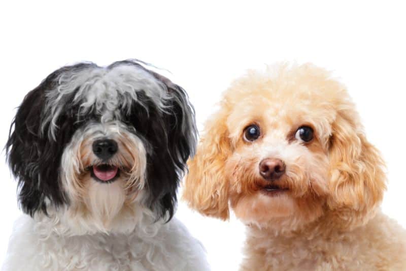 adorable havanese and poodle dogs posing together for the camera