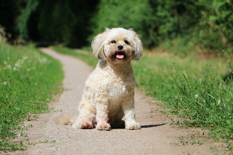 beautiful havadoodle dog sitting on a small way in the garden