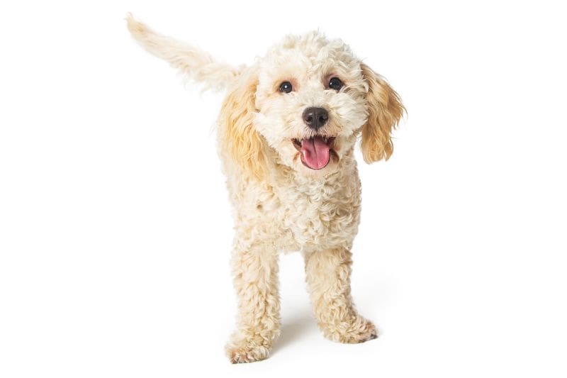happy havanese poodle crossbreed dog standing
