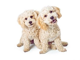 two cute havanese and poodle mixed breed dogs sitting together on a white background