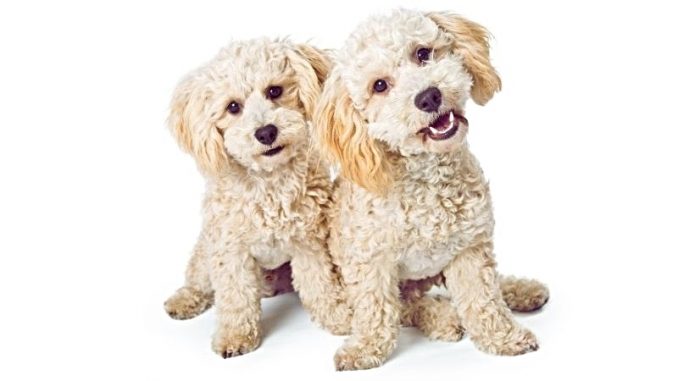 two cute havanese and poodle mixed breed dogs sitting together on a white background