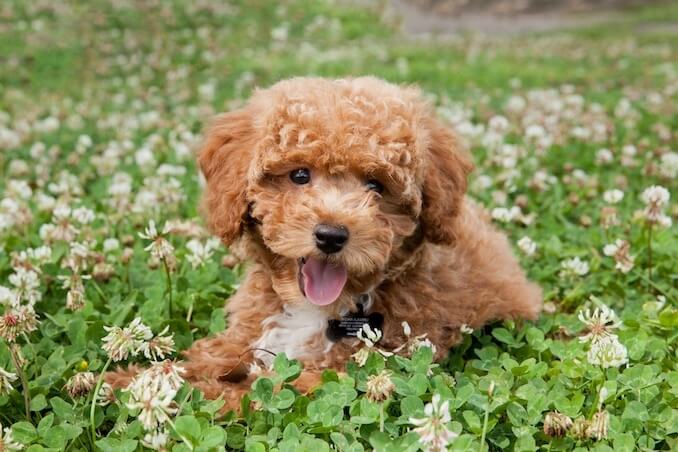 white teddy bear dog