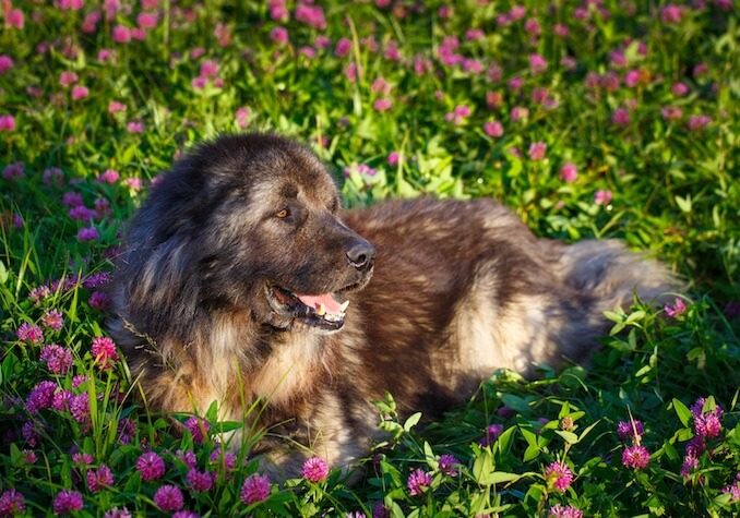 Caucasian Shepherd Dog