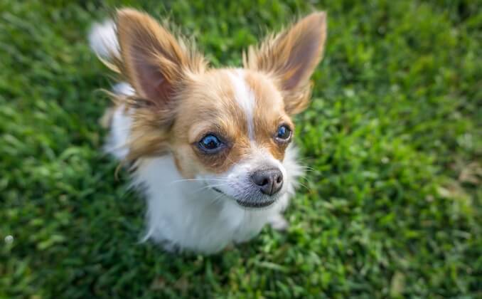 A Chihuahua Dog Sitting Down