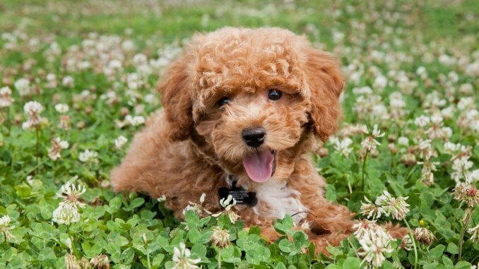 Complete Bichon Poodle Guide 5 Must Read Facts Cover