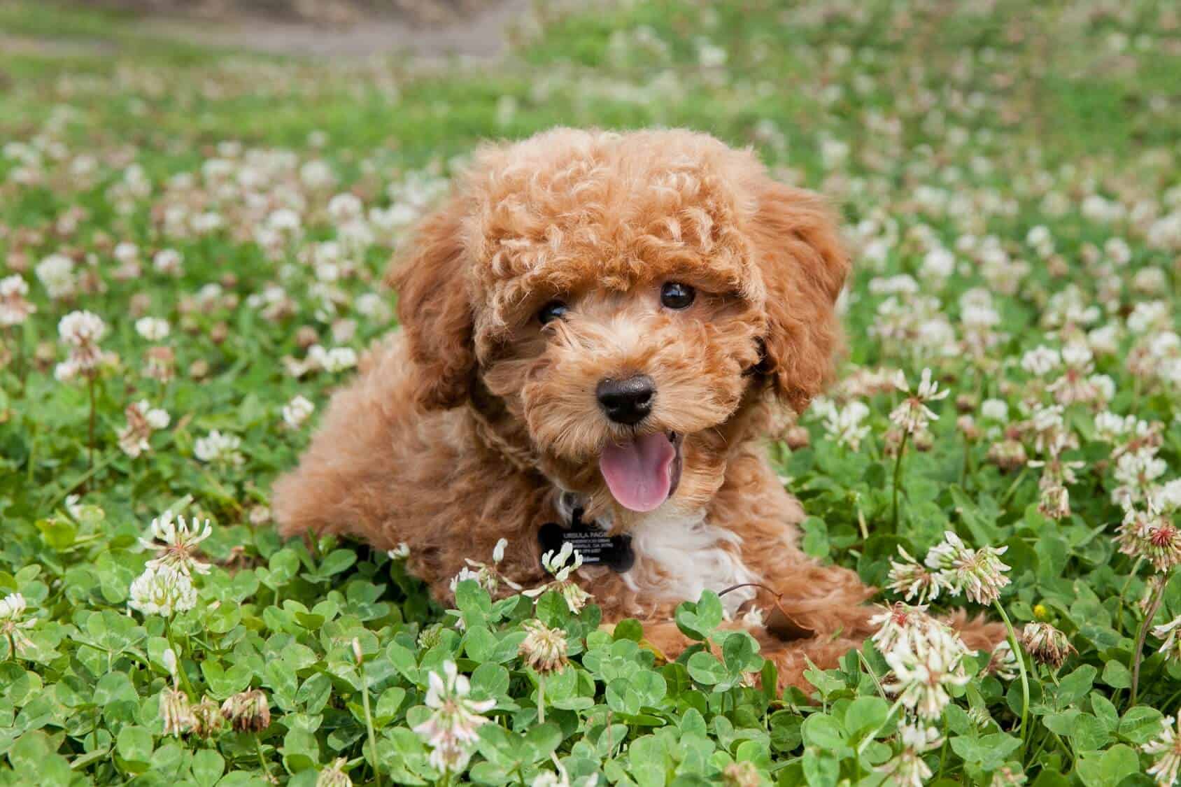 why are dogs bred with poodles