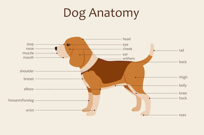 Anatomy of a Dog