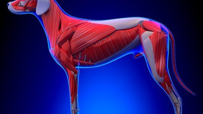 Dog Leg Bones Diagram : 2021 Ultimate Veterinary Guide To Dog Anatomy
