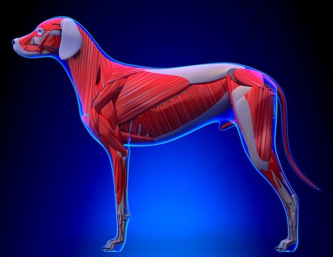 how do you tell if your dog has a pulled muscle