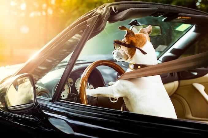 Dog Driving a Car