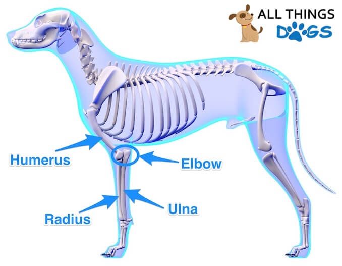 Dog Foreleg Anatomy