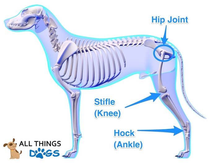 Dog Hind Leg Anatomy