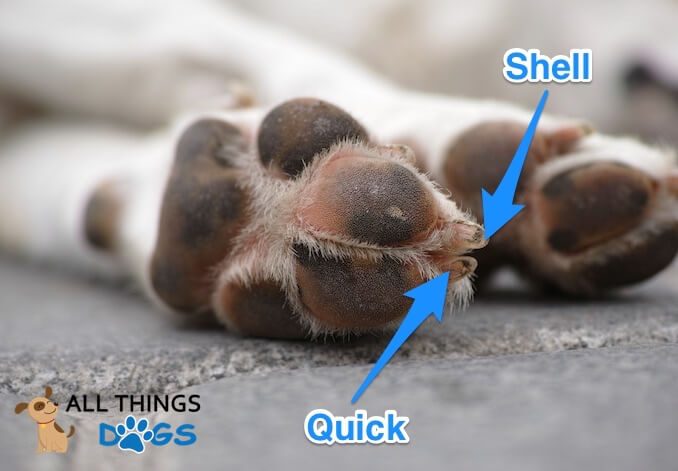 Dog Nail Anatomy