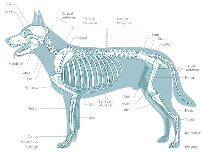 Canine Anatomical Chart