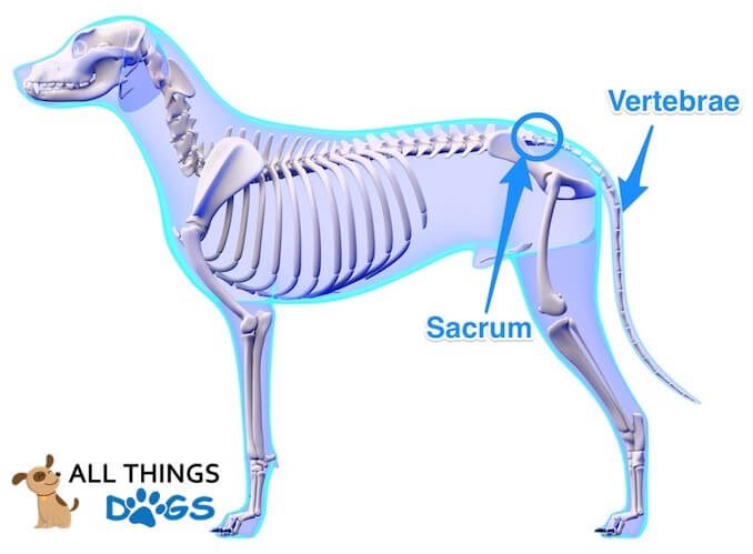 Dog Tail Anatomy