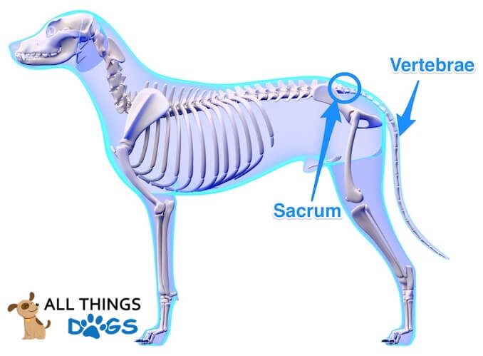 A Visible Information to Canine Anatomy (Muscle, Organ & Skeletal