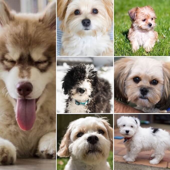 Fluffy Dogs