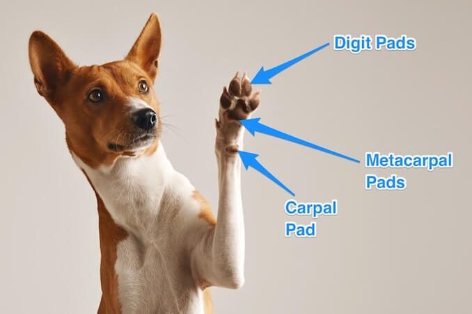 what are the different parts of a dog