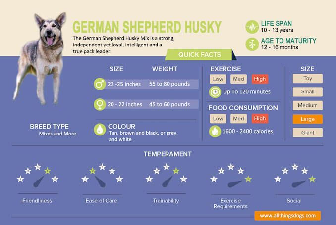 German Shepherd Size Chart