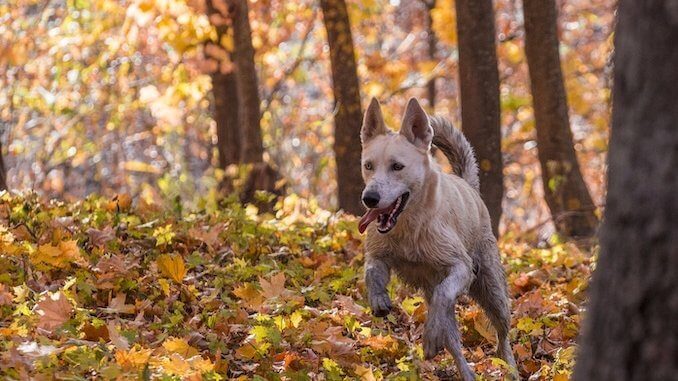 German Shepherd Husky Mix Running in a forest