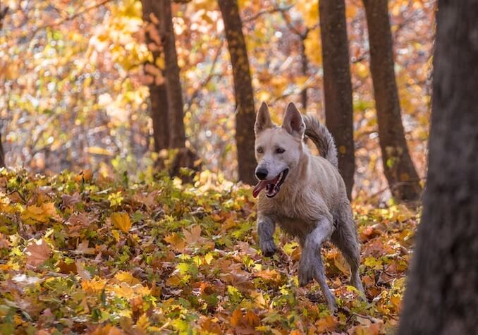 German Shepherd Husky Mix Temperament Care Guide And Facts All