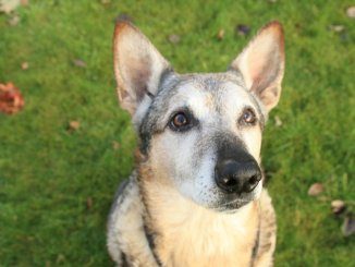 German Shepherd Husky Mix in a Park