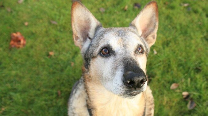 German Shepherd Husky Mix in a Park