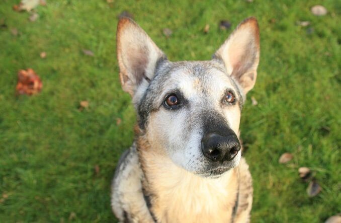 mixed husky and german shepherd puppies