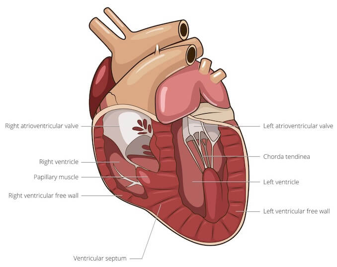 Heart of a Dog