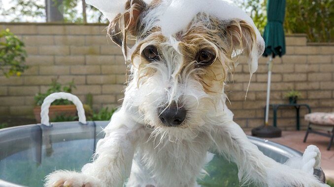 Homemade Dog Shampoo Recipes